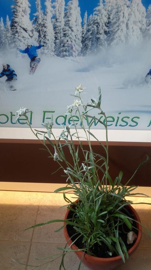 Vila Edelweiss Predeal Exteriör bild